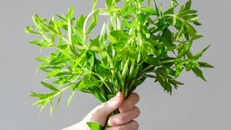 cách đẩy sỏi thận ra ngoài