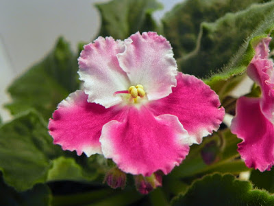 DSCN8869.JPG
