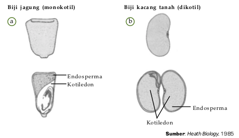 Perbedaan struktur biji tanaman monokotil dan tanaman dikotil. (a) Struktur biji jagung dan (b) struktur kacang merah. 
