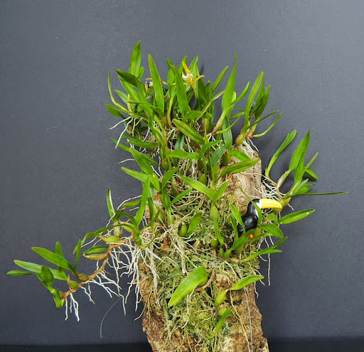 Dinema (Encyclia / Epidendrum) polybulbon  DSCN1745