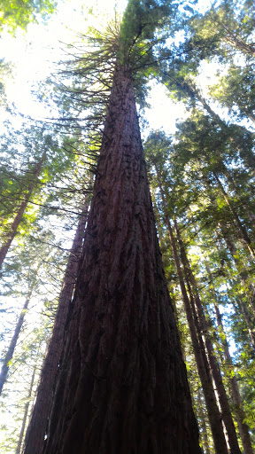 Whakarewarewa Forest