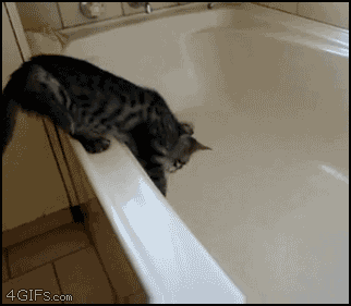 صورة رائعه جدا Cat_tub_panic