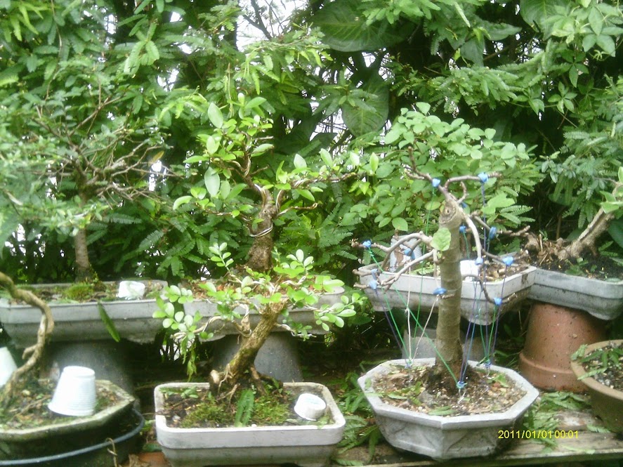 Ficus Retusa 23 cmts. ... IMAG0283