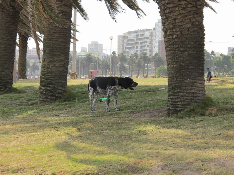 Montevideo, Uruguay ( Монтевидео, Уругвай)
