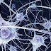 La Neurociencia tiene el secreto del saber