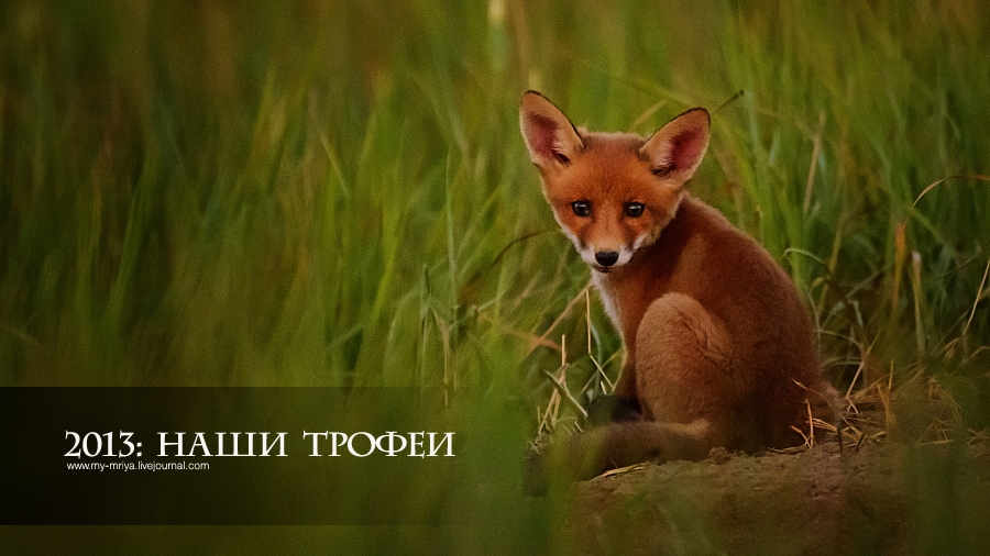 wildlife.crimea.ua