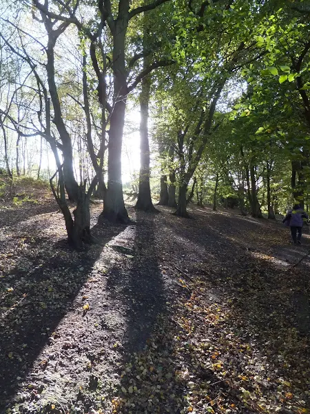 Autumn sunshine spreads through the woods