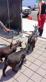 Belmont Goats were a special guest at the Portland Monthly's Country Brunch 2014 at Castaway benefiting Zenger Farm