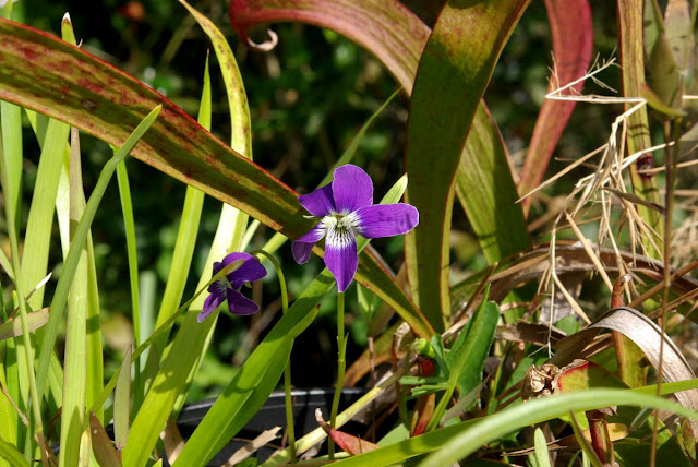 Viola palmata