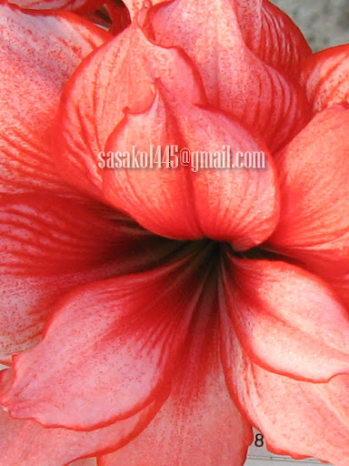 Amaryllis Joker