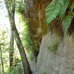 A rock wall in Lyrebird Gully (376733)