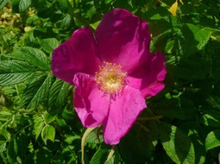 Róża pomarszczona kwiat Rosa rugosa