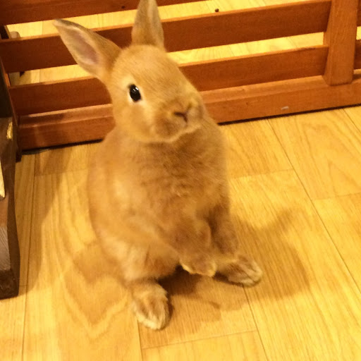 Bunny Cafe Moff Rell