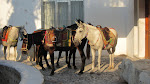 There were burros too, if you wanted to ride them on the steps There were burros too, if you wanted to ride them on the steps