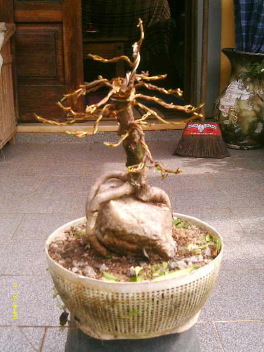 Ficus Microcarpa , Raiz sobre pedra... IMAG0109