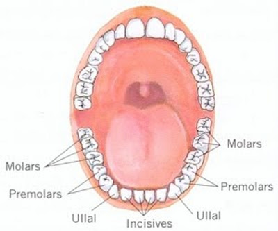 Resultat d'imatges de les dents