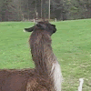 Gif Anime Wik Wik Lama : Kawaii Llama Wallpaper - WallpaperSafari - Animated gif uploaded by 【ｅｔｎａ】.