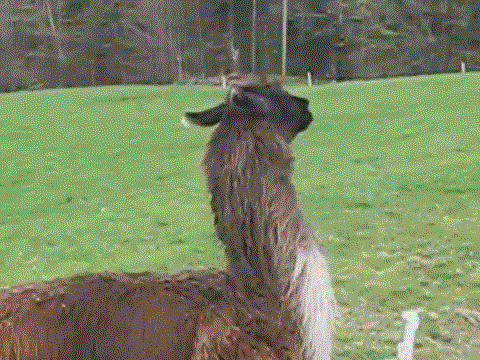 Gif Anime Wik Wik Lama : Kawaii Llama Wallpaper - WallpaperSafari - Animated gif uploaded by 【ｅｔｎａ】.