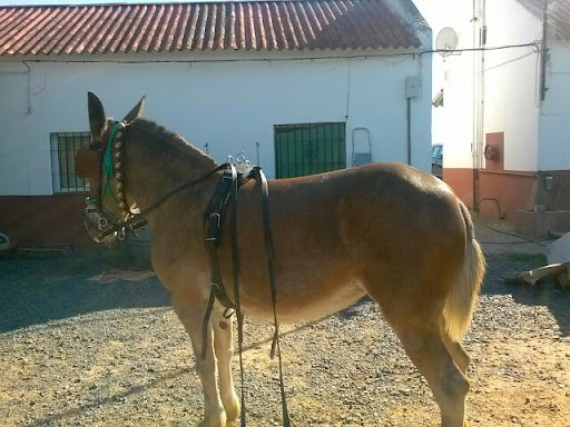 Bar Batato