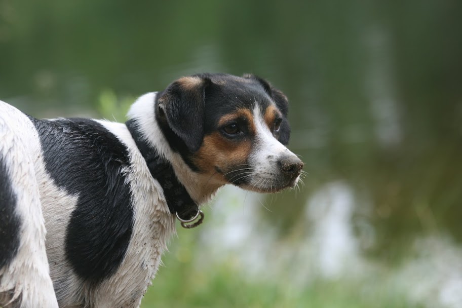 lilli