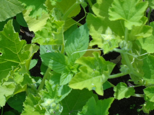 mint pumpkin 02.jpg