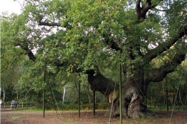pohon terbesar