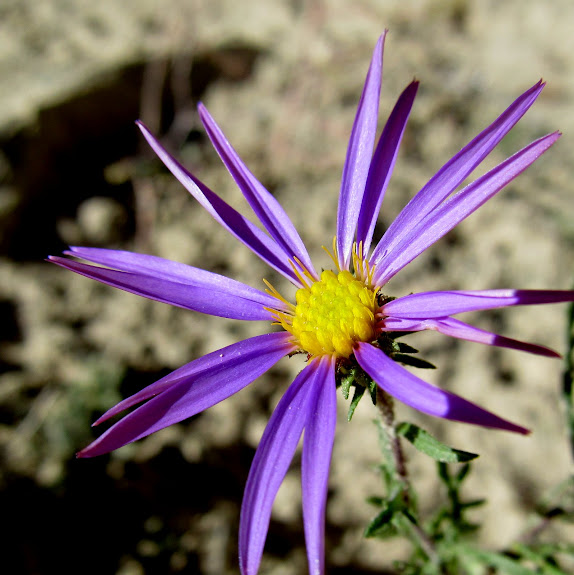 There were still a few Aster flowers in bloom