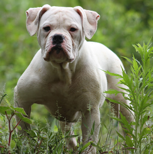 Petclube Filhotes Cães Bully Gatos Gigantes Criadores Ecologicamente
