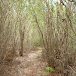 Track through forest on the Awabakal Coastal Walk (391865)