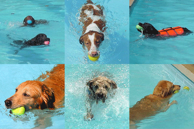 Funny Dogs Water Satefy Tips