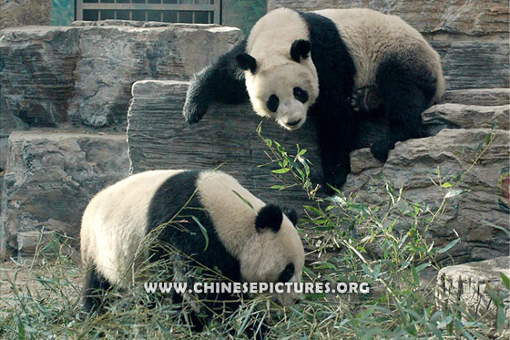 Chinese Panda Photo 4