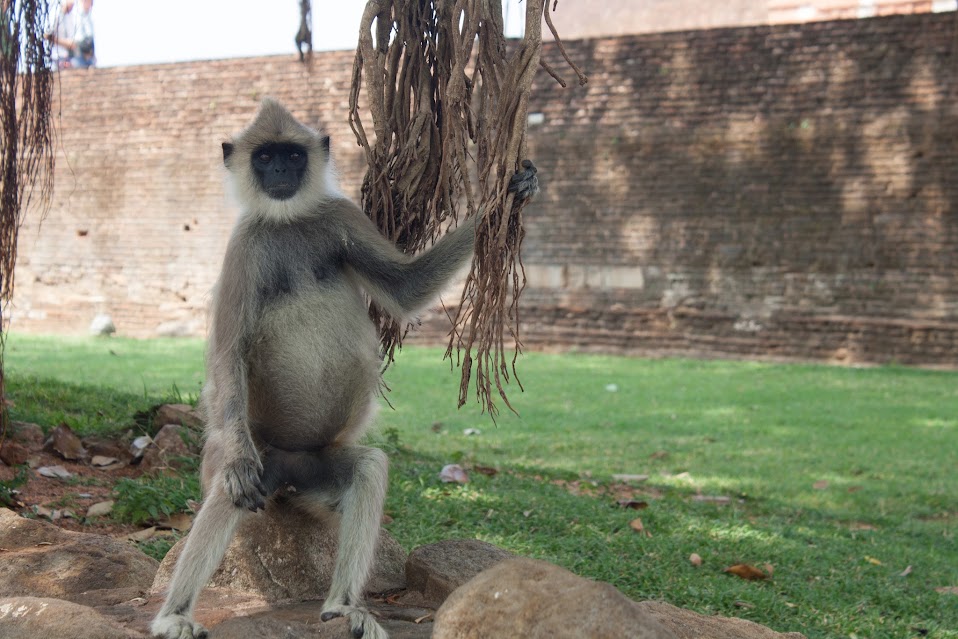 SRI LANKA Y MALDIVAS: EL PARAÍSO CONOCIDO Y EL PARAÍSO POR DESCUBRIR - Blogs de Sri Lanka - DÍA 3 – 26 Marzo: ANURADHAPURA - MIHINTALE - AVUKANA - SIGIRIYA (2)