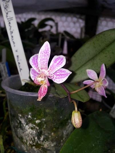 Phalaenopsis Alyos Alyos2