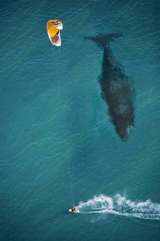 kite-surfing-with-whale-below-aerial-shot-from-above.