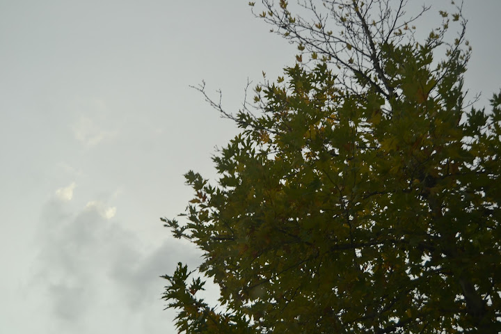 DSC_0050.JPG