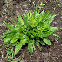 Rumex acetosa - Szczaw zwyczajny pokrój młodej rośliny