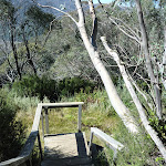 Walking down the stairs on Merrits Nature Track (276017)