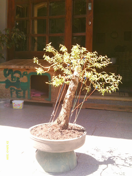 Prunus Serrulata Umê III... IMAG0076