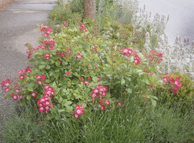 [Bild: P5290609.JPG]