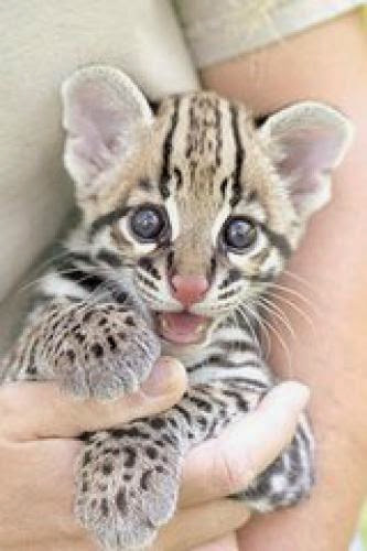 Isis Oasis Owner Fined 60 000 For Selling Ocelots