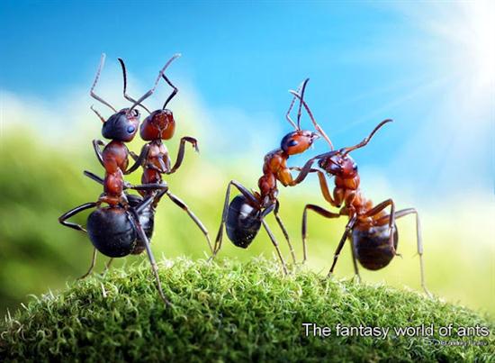 எறும்புகளின் அழகிய உலகம் – புகைப்படங்கள் Ants-chatting_2160869k