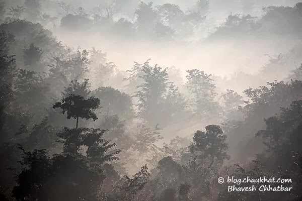 Misty forest morning
