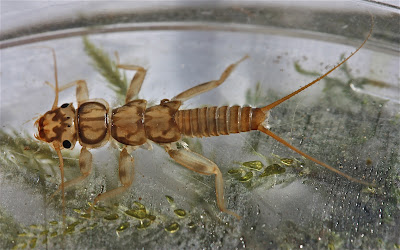 Aquatic Insects of Central Virginia: Common Stoneflies (family: Perlidae)