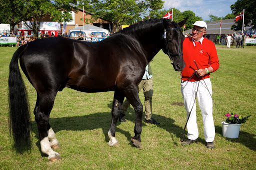 Roskilde Animal scene