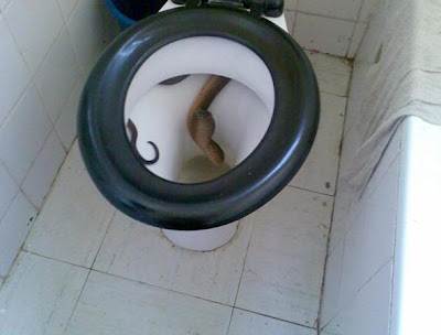 snake-toilet1