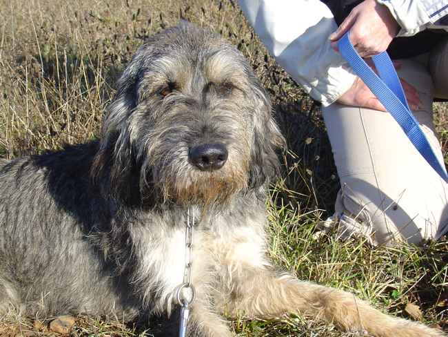 LASLO - griffon 4 ans - Chenil refuge de Sisteron (04) Laslo6