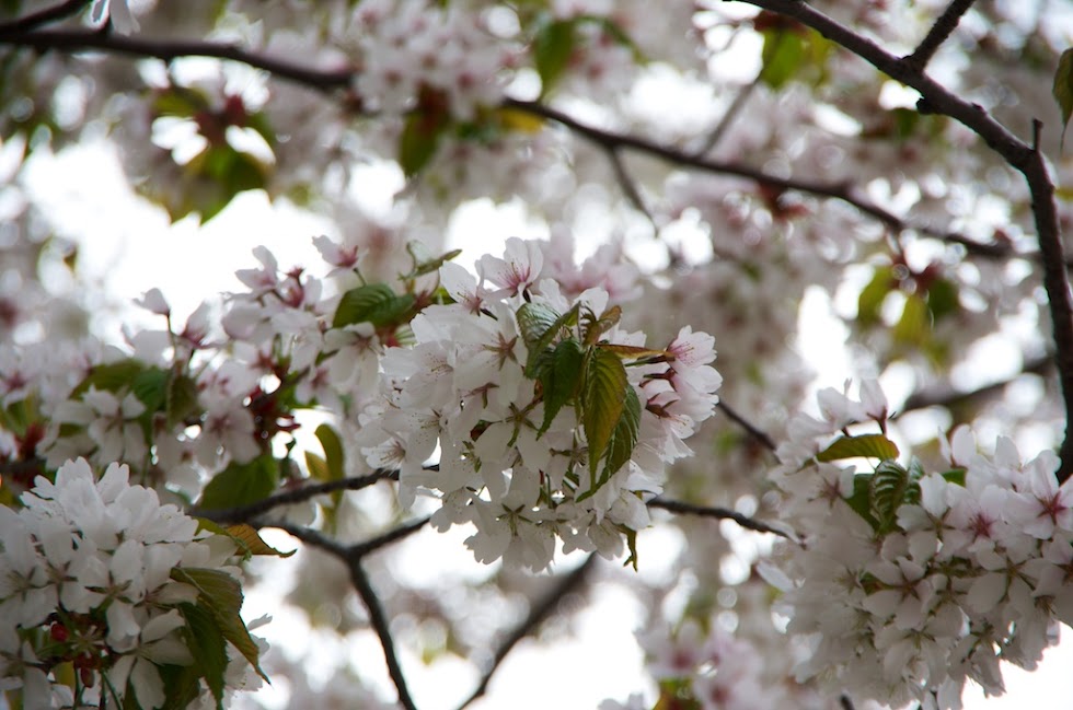 庭内で咲き誇る桜