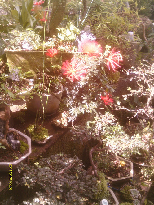Caliandra Vermelha em Cascata... - Página 3 IMAG0261