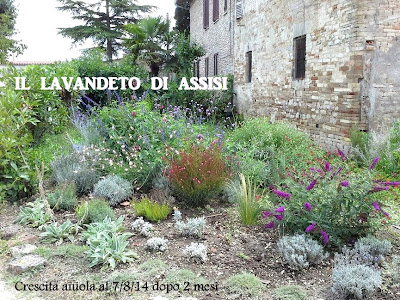 Realizzare un27 aiuola con piante aromatiche e profumate.jpg Creare un aiuola