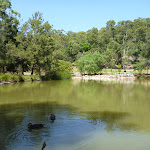 Richley Reserve pond with ducks in Blackbutt Reserve (401506)